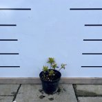 Azalka japonská (Azalea japonica) ´LILIENSTEIN´ - výška: 15-20 cm, kont. C1,5L